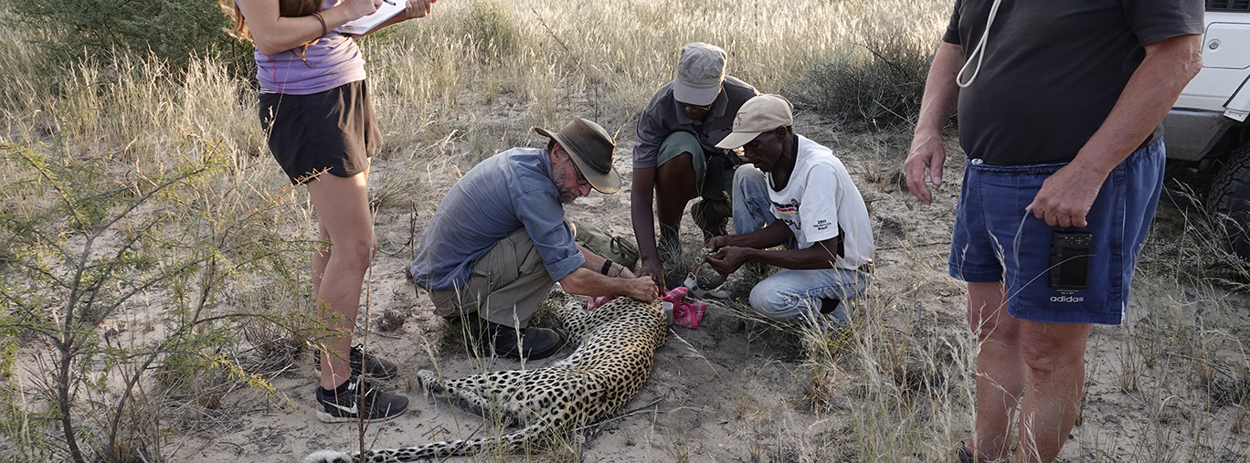 Forschung - Leopard Ecology & Conservation